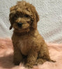 F1B Mini Goldendoodle For Sale Holmesville, OH Female - Blondie