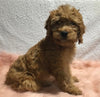 F1B Mini Goldendoodle For Sale Holmesville, OH Female - Blondie