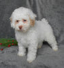 F1B Cockapoo For Sale Millersburg, OH Female- Buttons