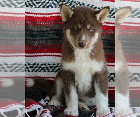 Siberian Husky For Sale Fredericksburg OH -Female Hannah