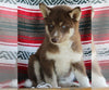 Siberian Husky For Sale Fredericksburg OH -Female Hannah