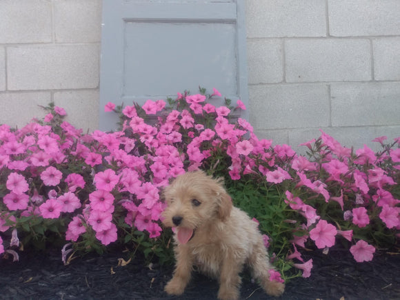 Mini Aussiedoodle For Sale Wooster, OH Male- Carter