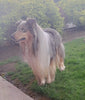 AKC Registered Collie Lassie For Sale Fredericksburg OH Female-Bella