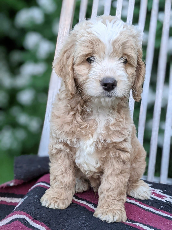 Cockapoo For Sale Dundee OH Male-Brian