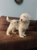 Mini Sheepadoodle For Sale Holmesville, OH Male- Cash