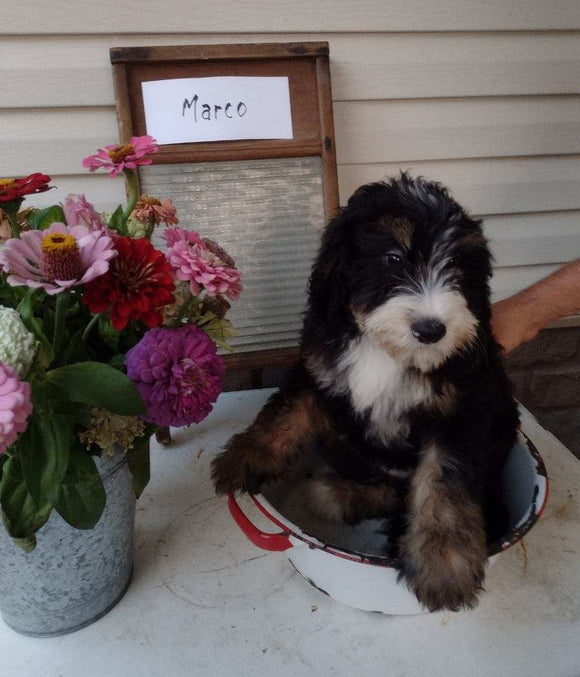 Mini Bernedoodle For Sale Sugarcreek OH Male-Marco