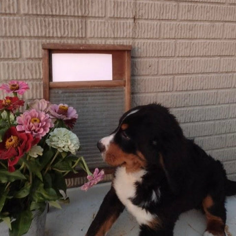 AKC Registered Bernese Mountain Dog For Sale Sugarcreek OH Male-Theo