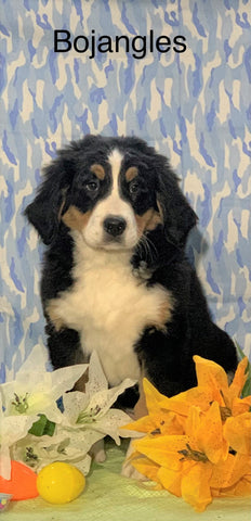 AKC Registered Bernese Mountain Dog For Sale Adamsville, OH Male- Bojangles
