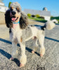 AKC Registered Standard Poodle For Sale Millersburg OH -Female Missy