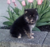 Pomsky For Sale Holmesville OH Female-Indie