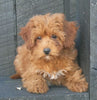 Cavapoo For Sale Holmesville OH Female-Ginger