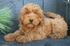 Cavapoo For Sale Holmesville OH Male-Buster