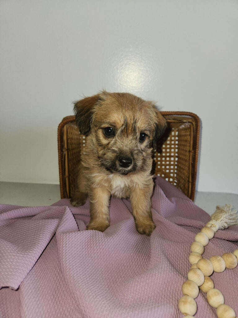 Jack-a-poo For Sale Fredericksburg OH Female-Janie – AC Puppies LLC
