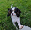 ACA Registered Cavalier King Charles Spaniel For Sale Millersburg OH Male-Toby