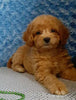 Bichpoo For Sale Fredericksburg OH Male-Terry