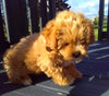 Shih-Poo For Sale Dundee OH Male-Brody