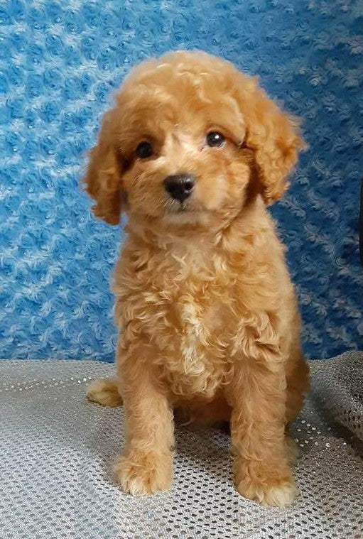 Bichpoo For Sale Fredericksburg OH Male-Terry