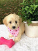 F1 Mini Labradoodle For Sale Dundee, OH Female- Kona