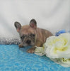 AKC Registered French Bulldog For Sale Holmesville, OH Male- Louie