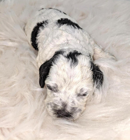 Cockapoo Puppy For Sale Dundee, OH Male- Opie
