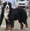 AKC Registered Bernese Mountain Dog For Sale Millersburg OH Female-Kia