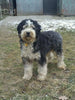 Mini Bernedoodle For Sale Sugarcreek OH Female-Madison