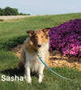 Collie Lassie For Sale Fredericksburg OH Male-Gavin