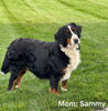 AKC Registered Bernese Mountain Dog For Sale Millersburg OH Male-Max