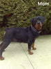 AKC Registered Rottweiler For Sale Sugarcreek OH Female-Addison