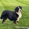 AKC Registered Bernese Mountain Dog For sale Millersburg OH Male-Mason