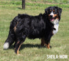 AKC Registered Bernese Moountain Dog For Sale Millersburg OH Female-Bonnie