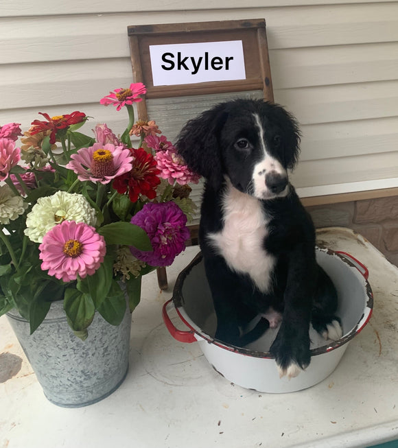 Mini Bernedoodle For Sale Sugarcreek OH Male-Skyler