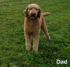Goldendoodle For Sale Sugarcreek OH Male-Mickie
