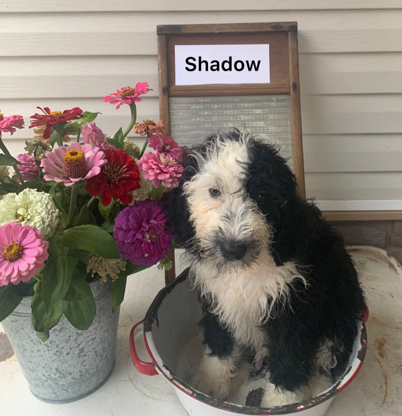 Mini Bernedoodle For Sale Sugarcreek OH Male-Shadow