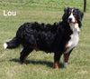 AKC Registered Bernese Mountain Dog For Sale Millersburg OH Female-Rhonda