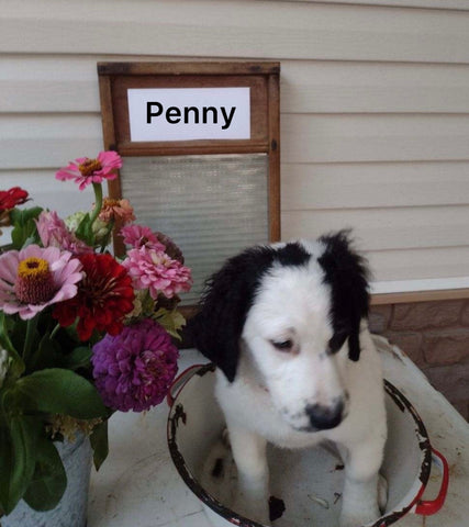 Mini Bernedoodle For Sale Sugarcreek OH Female-Penny