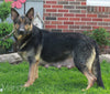 AKC Registered German Shepherd For Sale Millersburg OH Female-Bridget