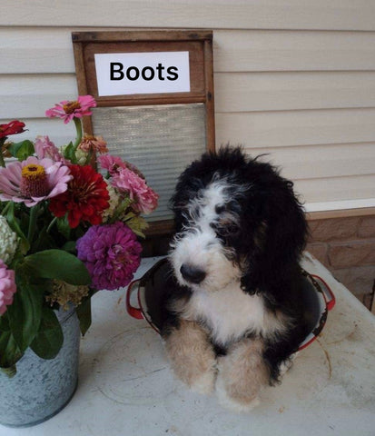 Mini Bernedoodle For Sale Sugarcreek OH Male-Boots