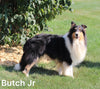 Collie Lassie For Sale Fredericksburg OH Female-Gwen