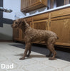 Cavapoo For Sale Sugarcreek OH Female-Rosy