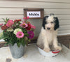 Mini Bernedoodle For Sale Sugarcreek OH Male-Mickie