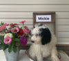 Mini Bernedoodle For Sale Sugarcreek OH Male-Mickie