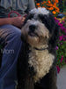 Mini Bernedoodle For Sale Sugarcreek OH Male-Mickie