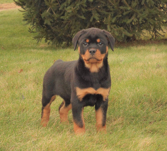 AKC Registered Rottweiler For Sale Sugarcreek, OH Female- Remi