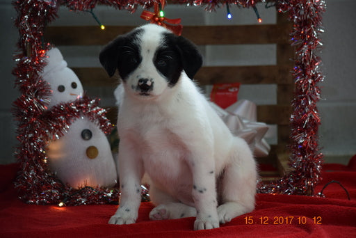 Border Collie - Norwegian Elkhound Mix Puppy For Sale Female Sandy Apple Creek, Ohio