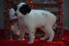 Border Collie - Norwegian Elkhound Mix Puppy For Sale Female Sandy Apple Creek, Ohio