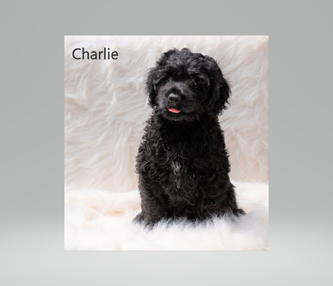 Cockapoo Puppy For Sale Dundee, OH Male- Charlie