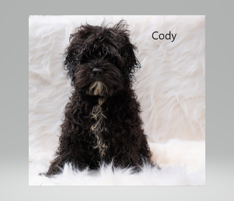 Cockapoo Puppy For Sale Dundee, OH Male- Cody