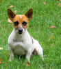 Jack Russell Terrier For Sale Applecreek, OH Female- Tosha