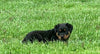 Rottweiler For Sale Danville, OH Female- Aspen